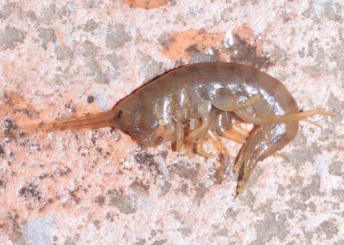 Gammarus sp.
